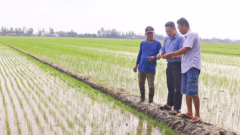 Cán bộ nông nghiệp kiểm tra và hướng dẫn kỹ thuật chăm sóc lúa đông xuân muộn ở huyện Long Mỹ.