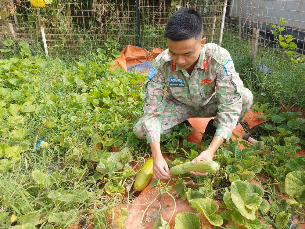 Với tấm lòng thành kính, dược sĩ Phan Vân Trường ra vườn, chọn những quả dưa chính mình trồng, tươi nhất, ngon nhất để lên chưng trên bàn thờ bác.