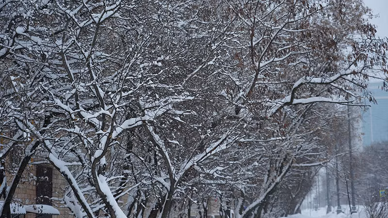 Những lùm cây bên đường được phủ kín tuyết trắng tinh khôi. (Ảnh: XUÂN HƯNG)