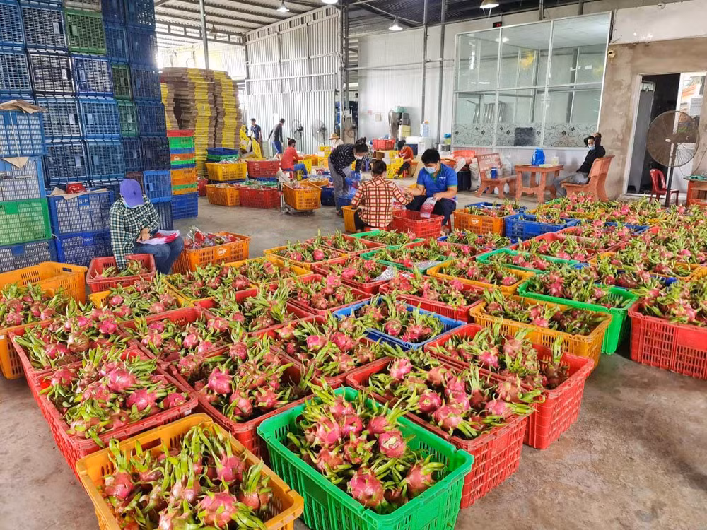Thanh long được tập kết tại trụ sở Hợp tác xã Hưng Thịnh Phát, xã Quơn Long, huyện Chợ Gạo (Tiền Giang).
