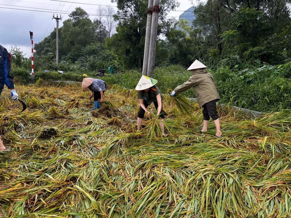 Lực lượng công an giúp nhân dân gặt lúa màu.
