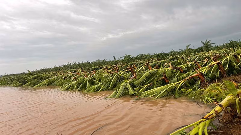 Hàng trăm ha chuối của người dân tại huyện Lý Nhân bị gãy đổ.