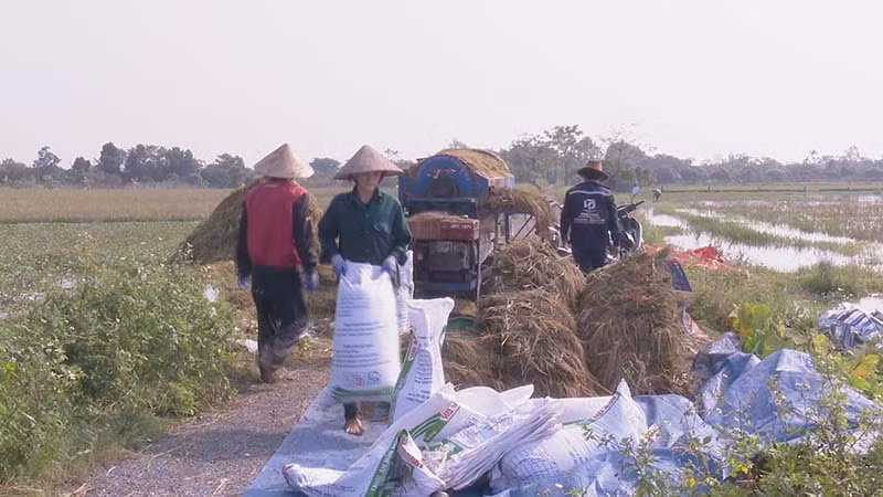 Nông dân huyện Kim Bảng tập trung thu hoạch diện tích lúa mùa đã chín.
