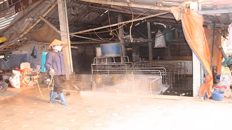 Phun thuốc tiêu độc khử trùng khu chuồng trại phòng dịch tả lợn châu Phi.