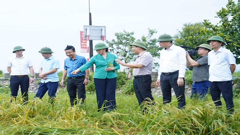 Đồng chí Bí thư Tỉnh ủy Lê Thị Thủy kiểm tra lúa bị ảnh hưởng bởi bão số 3 tại thị trấn Bình Mỹ.