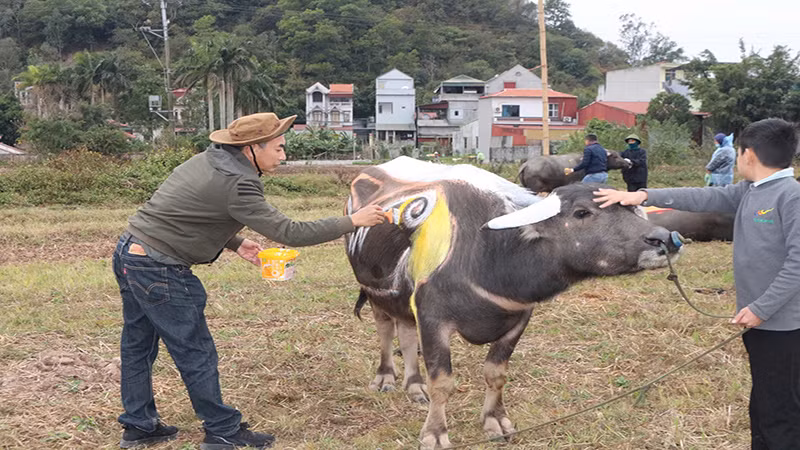 Những chú trâu khỏe mạnh, có dáng đẹp được ban tổ chức lựa chọn.