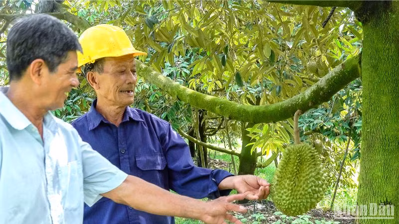 Nông dân huyện Phong Điền kiểm tra sầu riêng trước khi thu hoạch.