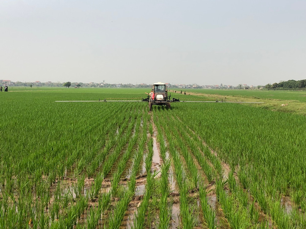 Cơ giới hóa trong sản xuất lúa ở Thái Bình.