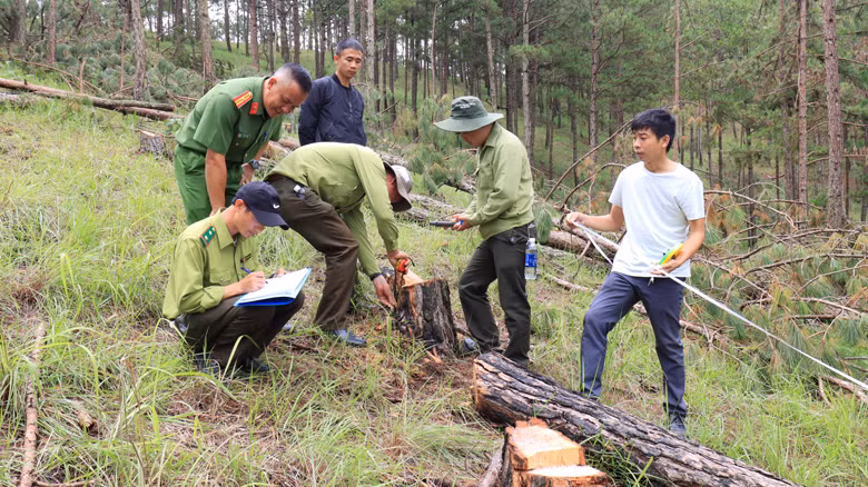 Lực lượng chức năng khám nghiệm hiện trường rừng thông bị cưa hạ trái phép tại Tiểu khu 144B, địa bàn Phường 8, thành phố Đà Lạt.