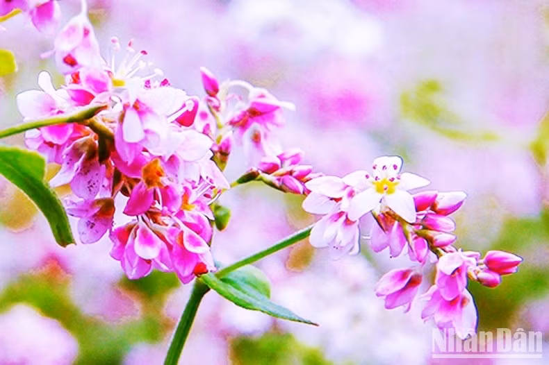 Cánh hoa mỏng tím lung linh trong nắng thu. (Ảnh: ĐÌNH NAM)