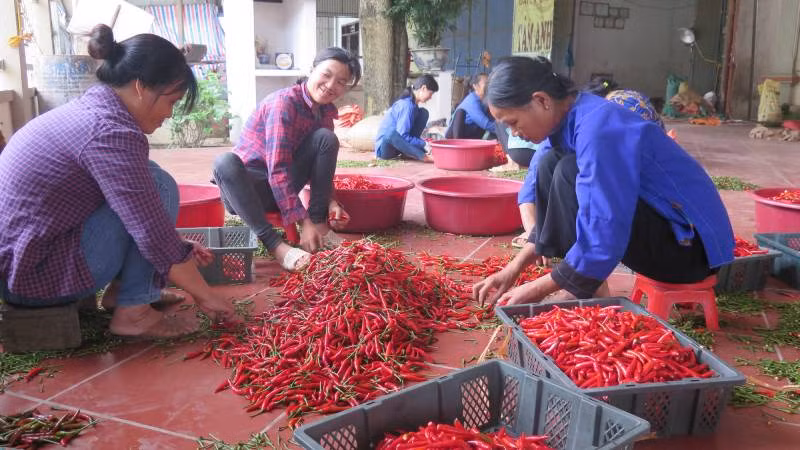 Các điểm thu mua ớt, thị trấn Đồng Mỏ, Chi Lăng, (Lạng Sơn) tuyển chọn ớt để xuất khẩu.