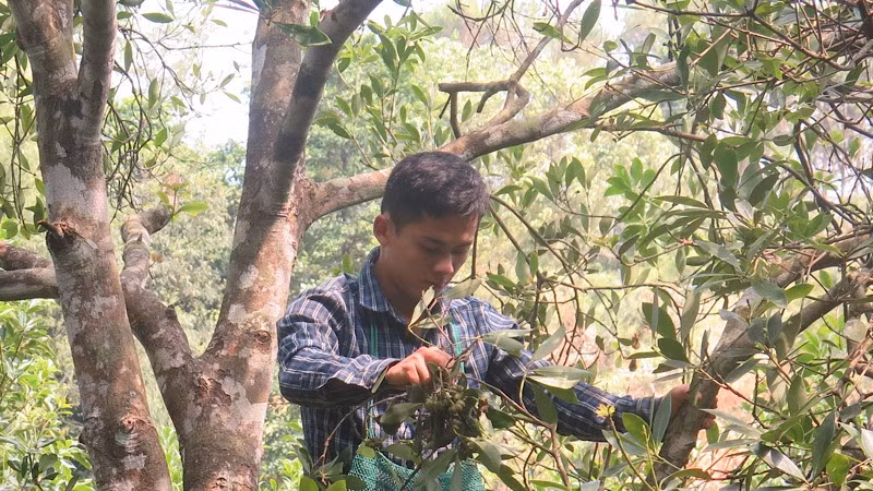 Người dân ở xã Tân Đoàn, Văn Quan, Lạng Sơn, kiểm tra, diệt trừ sâu bọ hại cây hồi.