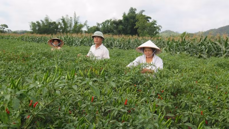Bà con nông dân ở các xã trong huyện Chi Lăng khẩn trương thu hoạch ớt.