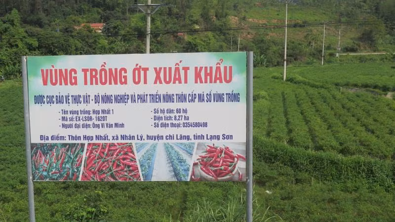 Vùng trồng ớt xuất khẩu tại thôn Hợp Nhất 1, xã Nhân Lý, Chi Lăng, (Lạng Sơn), với tổng diện tích 8,27ha.