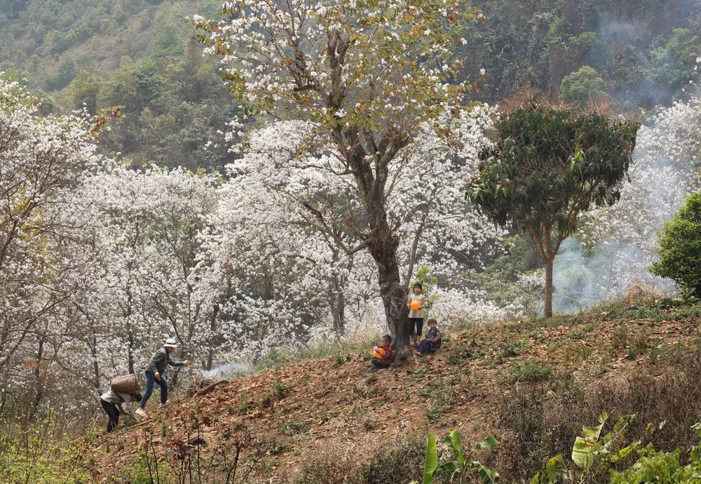 Trải nghiệm trong không gian tràn ngập sức sống của hoa ban, sự kỳ vĩ của núi rừng.