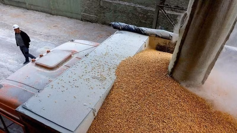 Xe tải chở ngũ cốc tại một cơ sở chế biến ở Chernihiv, Ukraine, ngày 24/5/2022. (Ảnh: Reuters)