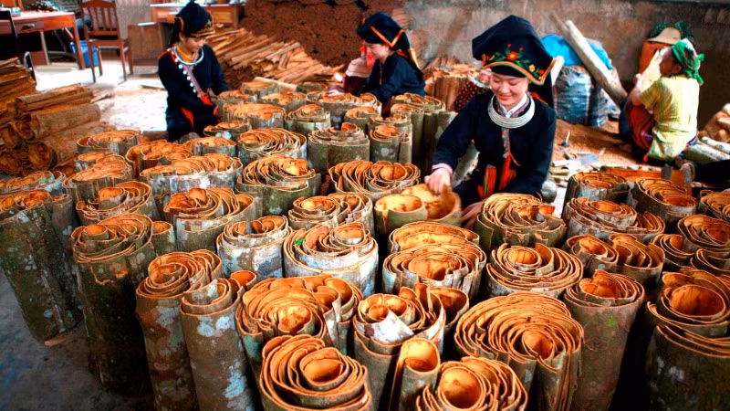 Cây quế đem lại giá trị kinh tế cao cho nông dân tỉnh Yên Bái.