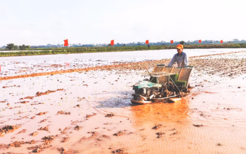 Nông dân xã Dị Nậu, huyện Thạch Thất cấy lúa bằng máy.