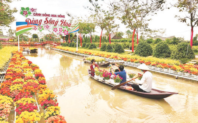Du khách trải nghiệm tại Cánh đồng hoa hồng, thành phố Sa Đéc.