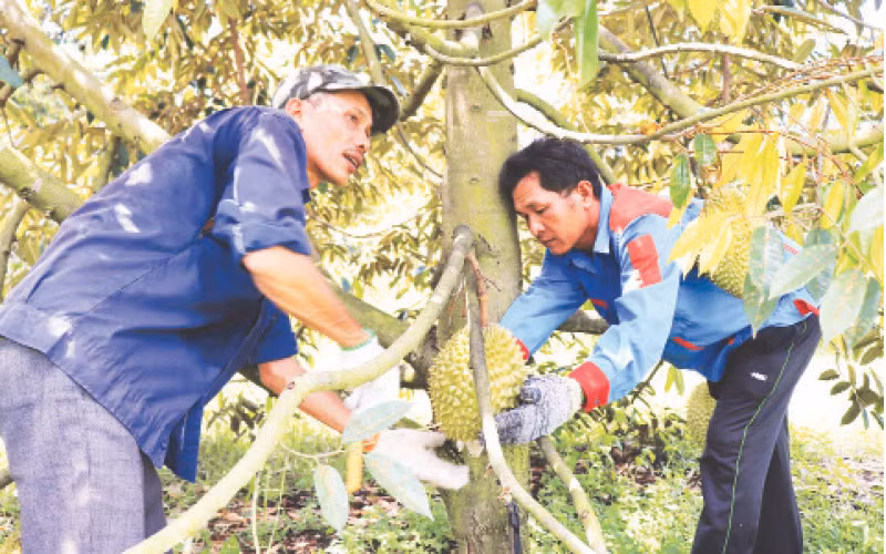 Hiện nay, diện tích trồng sầu riêng tại tỉnh Tây Ninh khoảng 3.150ha.