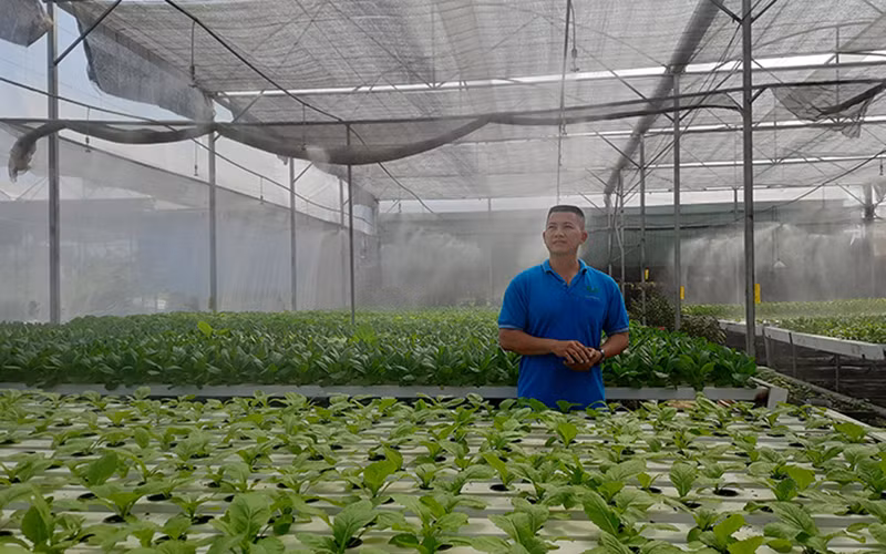Hệ thống phun sương tự động trồng rau thủy canh ứng dụng công nghệ IoT của Hợp tác xã Nông nghiệp Tuấn Ngọc.