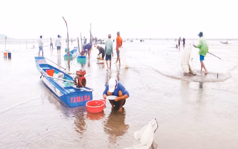 Người dân nhặt, tách nghêu giống ra khỏi cát để bán lại cho thương lái.