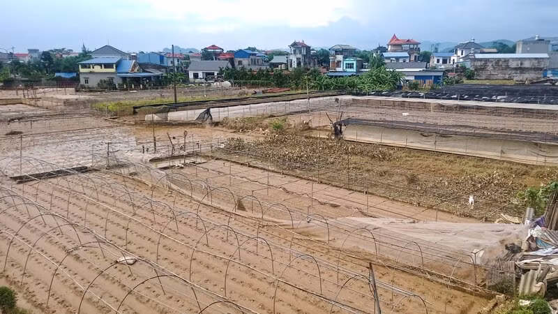 Vùng rau Túc Duyên ở thành phố Thái Nguyên vốn trù phú, sau lũ bị san phẳng.