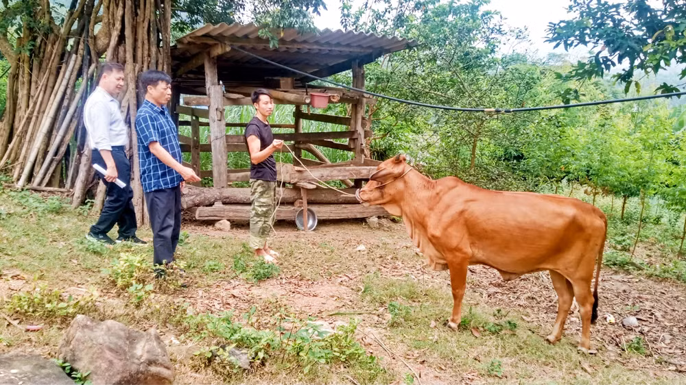 Thực hiện Chương trình mục tiêu quốc gia giảm nghèo bền vững, chính quyền xã Văn Lăng, huyện Đồng Hỷ (Thái Nguyên) cấp bò sinh sản cho hộ nghèo và cận nghèo.