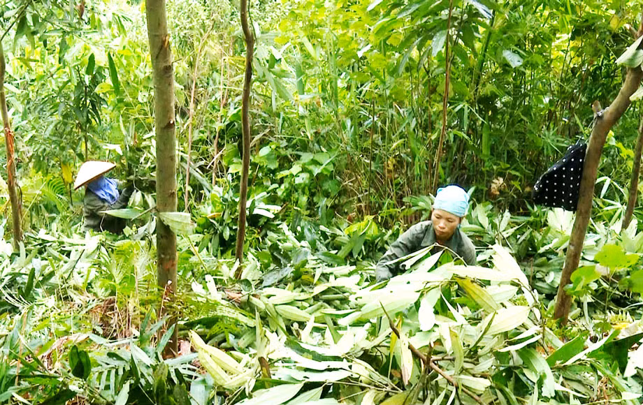 Người dân xã Kim Phượng, huyện Định Hóa thu hoạch cành, lá quế.