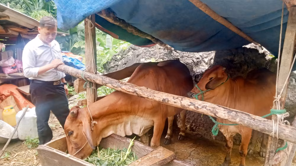 Kỹ sư Vũ Đại Lâm, cán bộ khuyến nông thường xuyên bám sát dự án hỗ trợ bò sinh sản cho các hộ nghèo xã Văn Lăng, huyện Đồng Hỷ, Thái Nguyên.