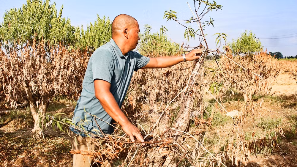Gia đình anh Hoàng Văn Doanh bị thiệt hại gần 1.000 cây đào, nay còn khoảng 25-30 cây sống sót sau lũ.