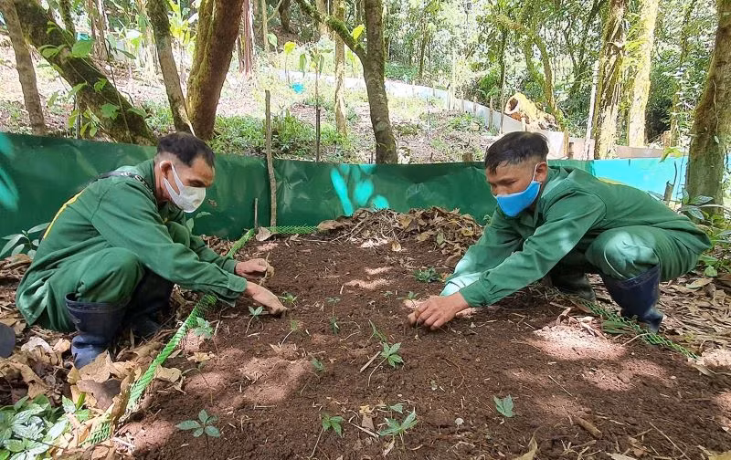 Rải các lớp mùn để ươm hạt giống sâm Ngọc Linh trong rừng già.