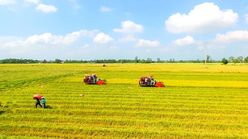 Thu hoạch lúa theo quy trình sản xuất lúa chất lượng cao, phát thải thấp tại Cần Thơ. 