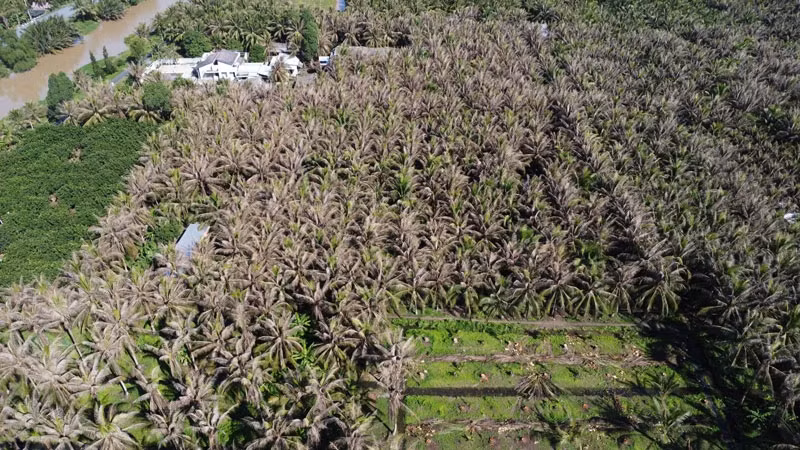 Nhiều vườn dừa ở xã Xuân Đông, huyện Chợ Gạo, tỉnh Tiền Giang bị sâu đầu đen gây thiệt hại nặng. (Ảnh: Báo Nhân Dân)