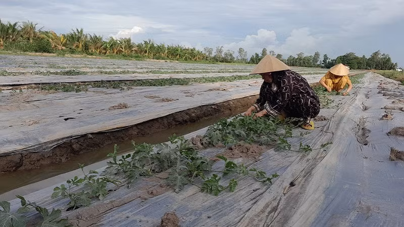Gia đình bà Liễu chăm sóc cây dưa Kim Hồng Ngọc.