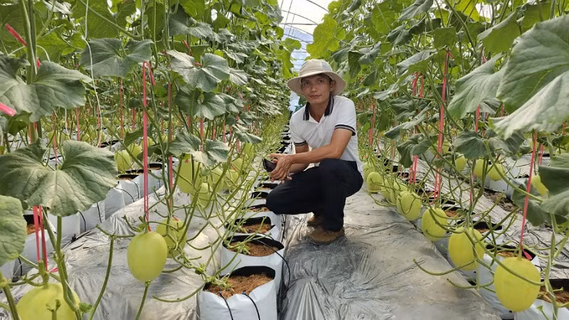 Mô hình trồng dưa công nghệ cao trên địa bàn thành phố Cần Thơ.