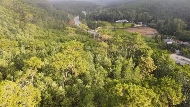 Màu xanh rừng trồng ngút ngàn trên mảnh đất Ba Tơ anh hùng.