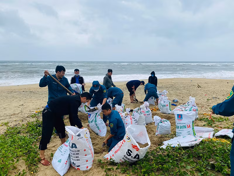 Chính quyền xã An Phú, thành phố Quảng Ngãi huy động các lực lượng dùng bao cát khắc phục tạm thời bờ biển bị sạt lở.