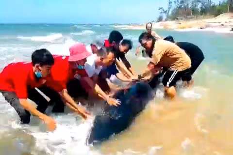 Hàng chục du khách và người dân địa phương hợp lực đưa con cá voi trở về với biển.