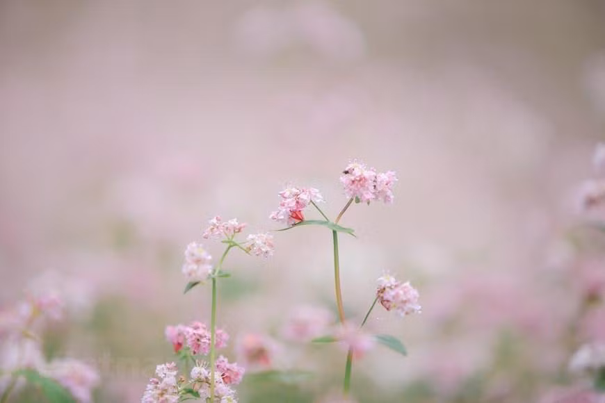 Thời điểm cuối tháng 10-11 hằng năm khi tiết trời se lạnh cũng là lúc hoa tam giác mạch vào độ đẹp nhất. (Ảnh: TTXVN)