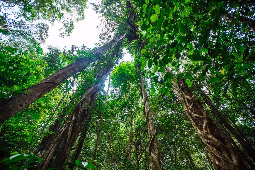 Phú Quốc sở hữu nhiều rừng nguyên sinh xanh ngút ngàn. (Ảnh: vietnamtravel)