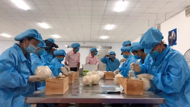 Sơ chế dừa tươi phục vụ xuất khẩu tại Bến Tre. 