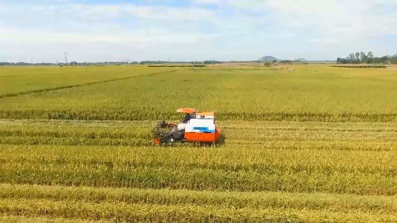 Sản xuất lúa của Việt Nam hiện vẫn thuận lợi, bảo đảm nhu cầu trong nước và xuất khẩu. 