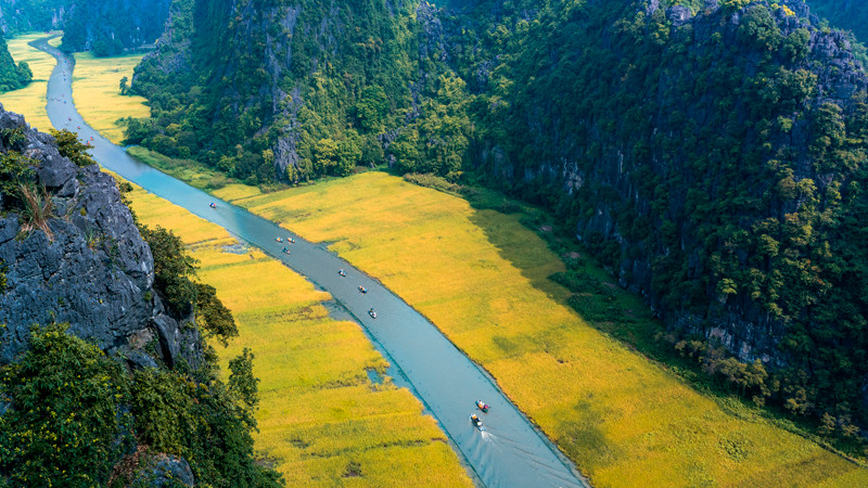 Sắc vàng Tam Cốc. (Ảnh: Sở Du lịch Ninh Bình cung cấp)