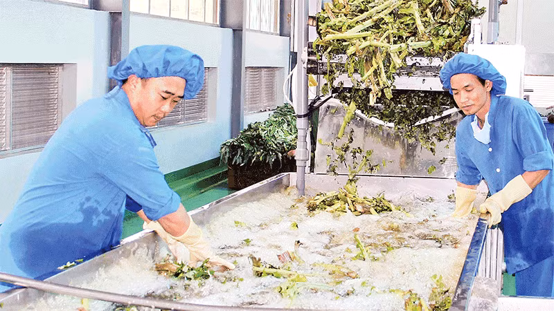 Quy trình sản xuất sản phẩm atisô tại nhà máy của Ladophar ở khu công nghiệp Phú Hội.