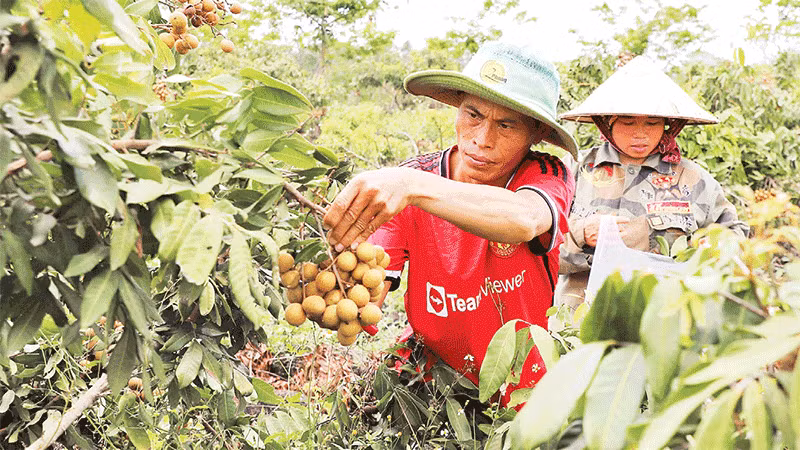 Vườn nhãn Hương Chi trồng trên vùng dung nham núi lửa của gia đình ông Hoàng Văn Đằng đã bước vào giai đoạn thu hoạch chính vụ.