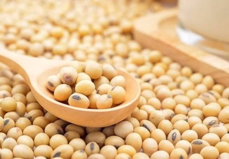 Argentina nỗ lực vực dậy ngành nông nghiệp