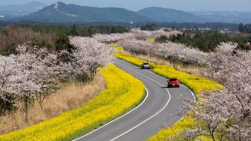 Hoa anh đào, hoa cải dầu khoe sắc trên đảo Jeju, Hàn Quốc. (Ảnh: KTO)