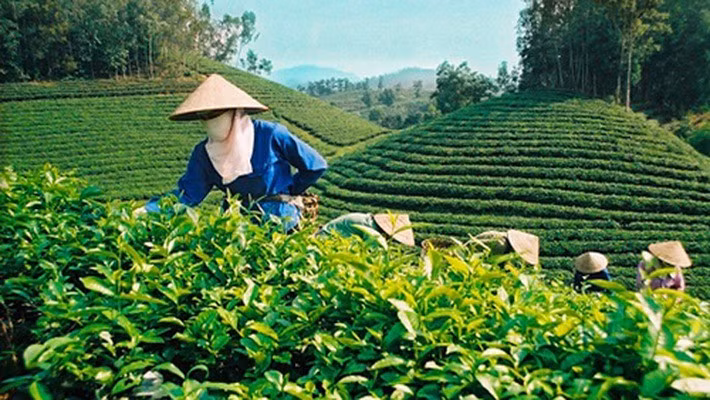 Nâng cao chất lượng sản phẩm chè