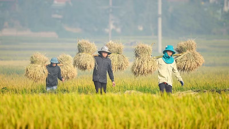 Nông dân Điện Biên thu hoạch lúa mùa. (Ảnh: Lê Lan)